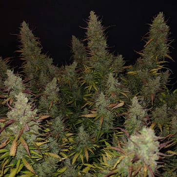 Семена конопли Auto Bombshell Feminised Silver